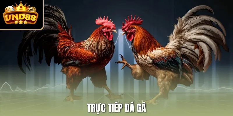 Trực tiếp đá gà